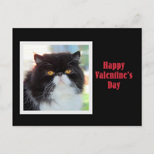 Persian Cat Happy Valentine's Day Feiertagspostkarte (Vorderseite)