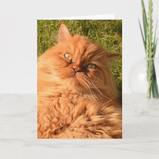 PERSIAN GINGER CAT FUNNY BIRTHDAY CARD KARTE (Vorderseite)