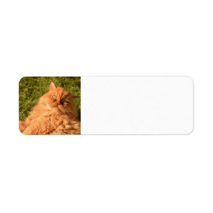 PERSIAN GINGER CAT-RÜCKSENDEADRESSEN-AUFKLEBER