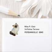 Persian Kitten (Insitu)