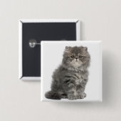 Persian Kitten (2 Monate alt), sitzend Button (Vorne & Hinten)