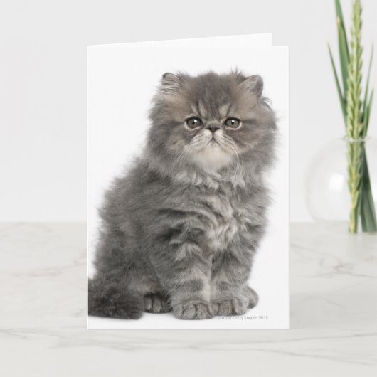 Persian Kitten (2 Monate alt), sitzend Karte (Vorderseite)