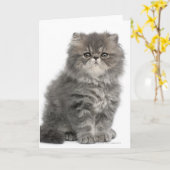 Persian Kitten (2 Monate alt), sitzend Karte (Gelbe Blume)