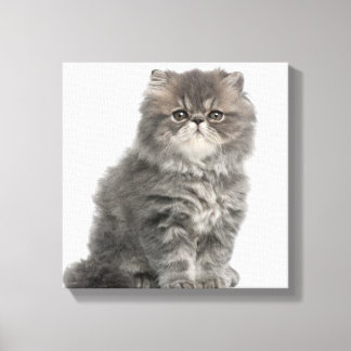 Persian Kitten (2 Monate alt), sitzend Leinwanddruck