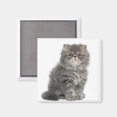 Persian Kitten (2 Monate alt), sitzend Magnet (Vorderseite/Rückseite)