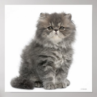 Persian Kitten (2 Monate alt), sitzend Poster