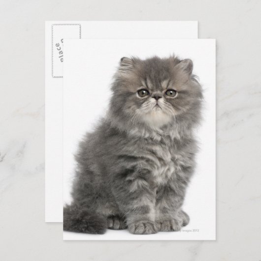Persian Kitten (2 Monate alt), sitzend Postkarte (Vorne/Hinten)