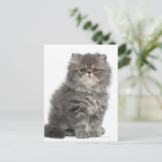 Persian Kitten (2 Monate alt), sitzend Postkarte (Stehend Vorderseite)