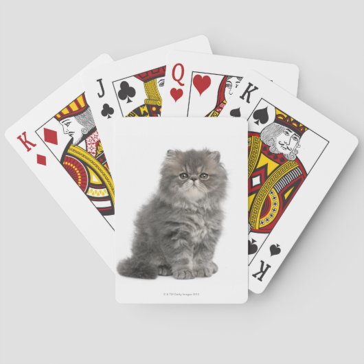 Persian Kitten (2 Monate alt), sitzend Spielkarten (Rückseite)