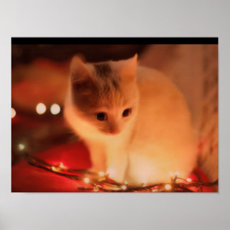 Persian Kitten Poster - Soft Fur & Big Eyes - Kauf