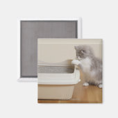Persian Kitten sieht sich Abfallbehälter an Magnet (Vorderseite/Rückseite)