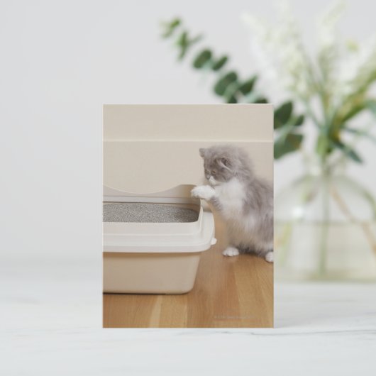 Persian Kitten sieht sich Abfallbehälter an Postkarte (Stehend Vorderseite)