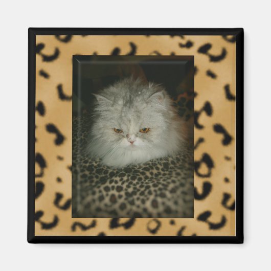 Persian Kitty Magnet (Vorne)