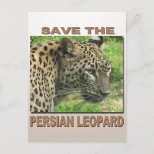 Persian Leopard Postkarte
