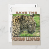 Persian Leopard Postkarte (Vorne/Hinten)