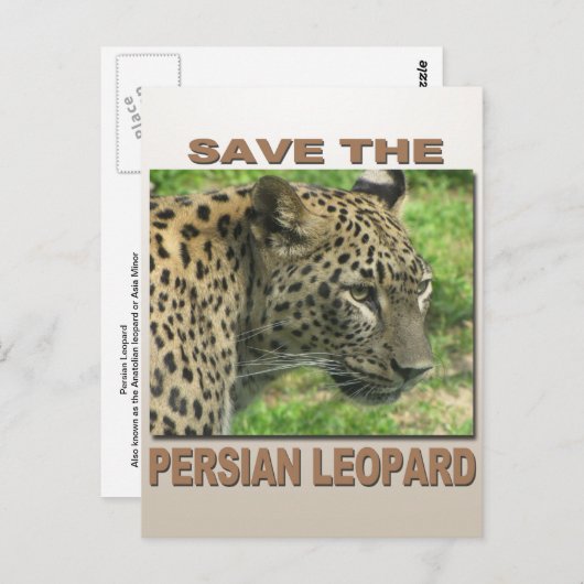 Persian Leopard Postkarte (Vorne/Hinten)