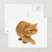 Persikatze Postkarte (Vorne/Hinten)