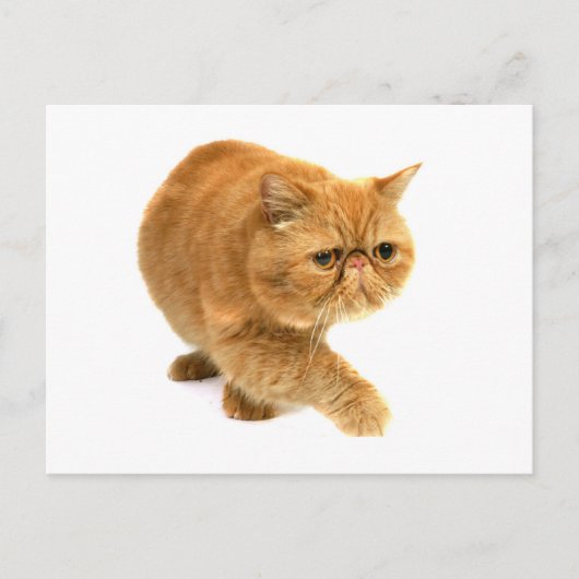 Persikatze Postkarte (Vorderseite)