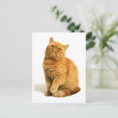 Persikatze Postkarte (Stehend Vorderseite)