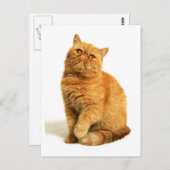 Persikatze Postkarte (Vorne/Hinten)