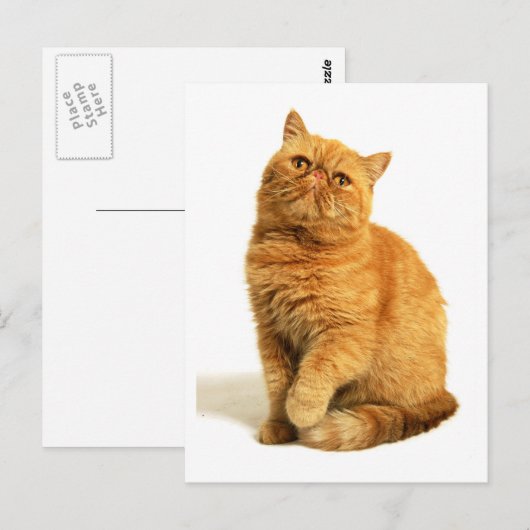Persikatze Postkarte (Vorne/Hinten)