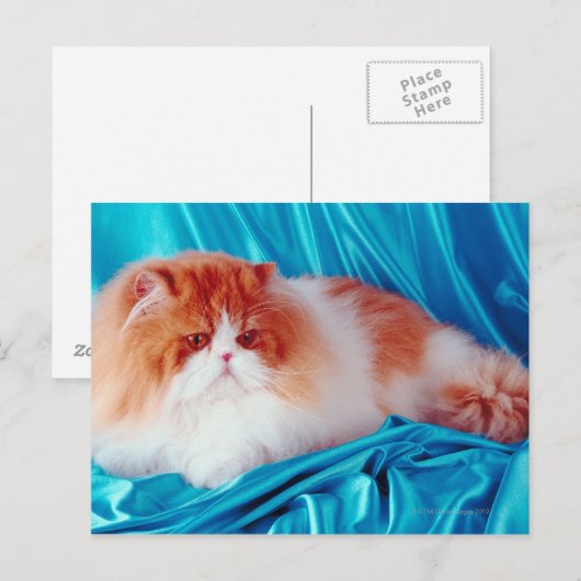 Persikatze Postkarte (Vorne/Hinten)