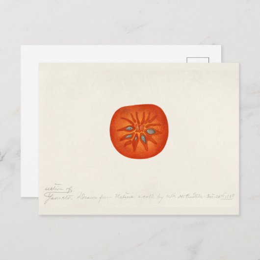 Persimmon (Diospyros) Fruchtfarben Postkarte (Vorne/Hinten)