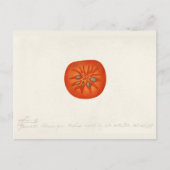 Persimmon (Diospyros) Fruchtfarben Postkarte (Vorderseite)