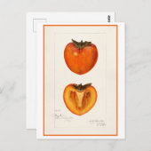 Persimmon Vintage botanische Illustration Postkarte (Vorne/Hinten)