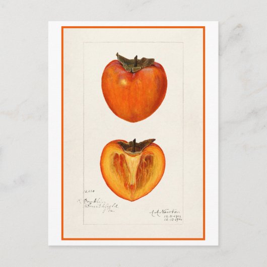 Persimmon Vintage botanische Illustration Postkarte (Vorderseite)
