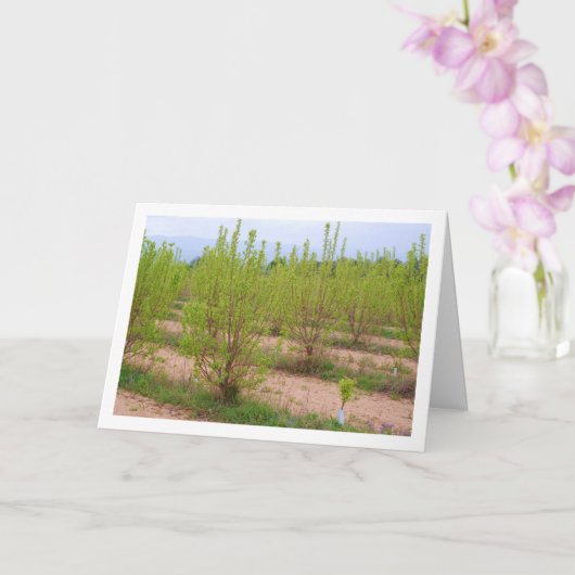 Persimmonbaume in der Frühjahrskarte Karte (Orchidee)