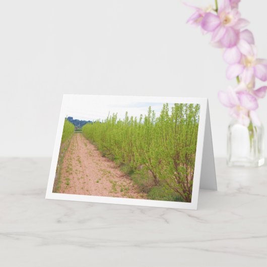 Persimmonbaume in der Frühjahrskarte Karte (Orchidee)