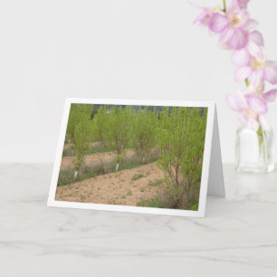 Persimmonbaume in der Frühjahrskarte Karte