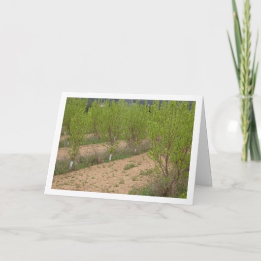 Persimmonbaume in der Frühjahrskarte Karte (Vorderseite)