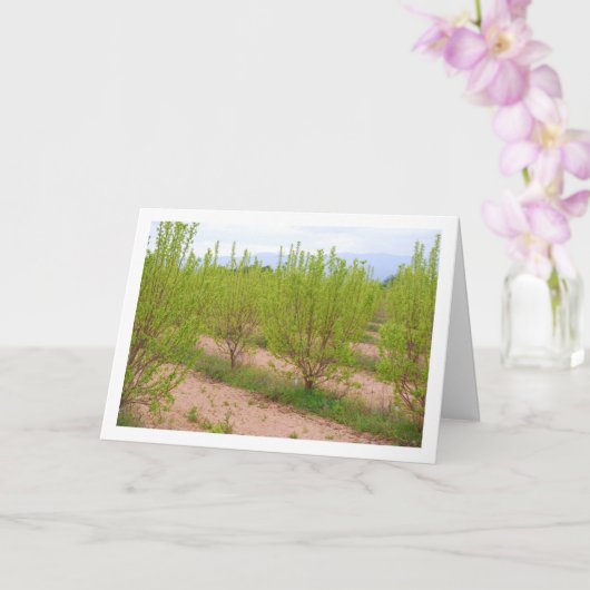 Persimmonbaume in der Frühjahrskarte Karte (Orchidee)