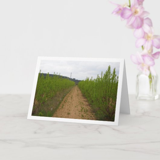 Persimmonbaume in der Frühjahrskarte Karte (Orchidee)