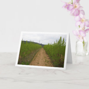 Persimmonbaume in der Frühjahrskarte Karte