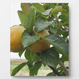 Persimmonobst auf dem Baum in Blätter Fotoplatte