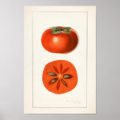 Persimmons Fruchtfarbenmalerei Poster (Vorne)