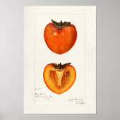 Persimmons Fruchtfarbenmalerei Poster (Vorne)