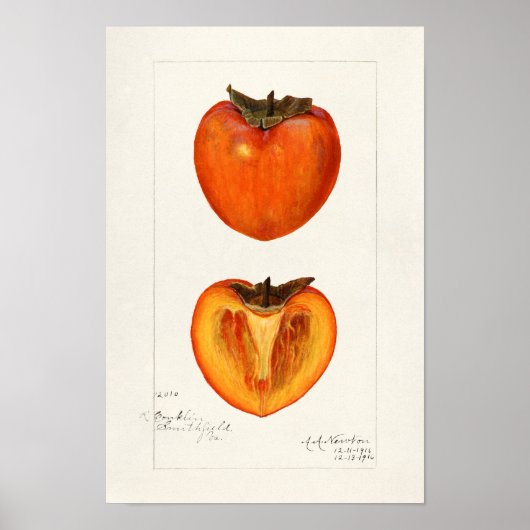 Persimmons Fruchtfarbenmalerei Poster (Vorne)