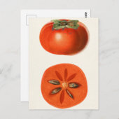 Persimmons Fruchtfarbenmalerei Postkarte (Vorne/Hinten)