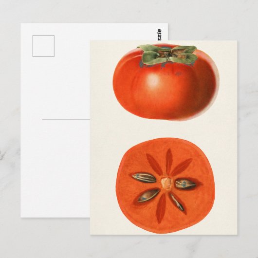 Persimmons Fruchtfarbenmalerei Postkarte (Vorne/Hinten)
