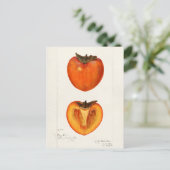 Persimmons Fruchtfarbenmalerei Postkarte (Stehend Vorderseite)