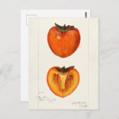 Persimmons Fruchtfarbenmalerei Postkarte (Vorne/Hinten)