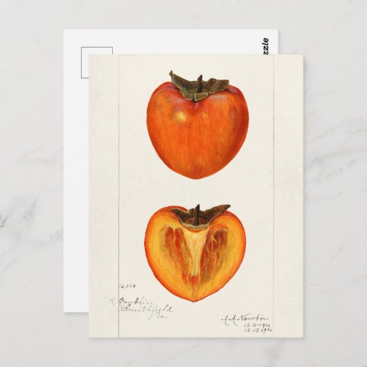Persimmons Fruchtfarbenmalerei Postkarte (Vorne/Hinten)
