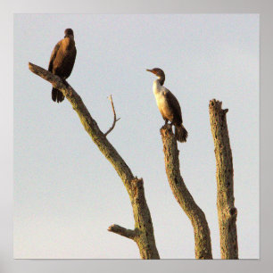 Persing Birds Poster