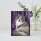 Persisch, blau, tortie und weiß postkarte (Stehend Vorderseite)