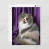 Persisch, blau, tortie und weiß postkarte (Vorne/Hinten)