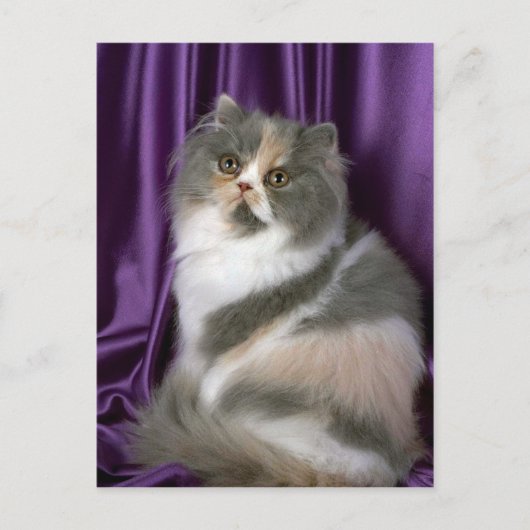 Persisch, blau, tortie und weiß postkarte (Vorderseite)